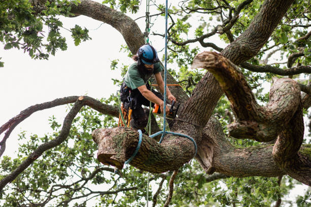 How Our Tree Care Process Works  in  West Orange, TX